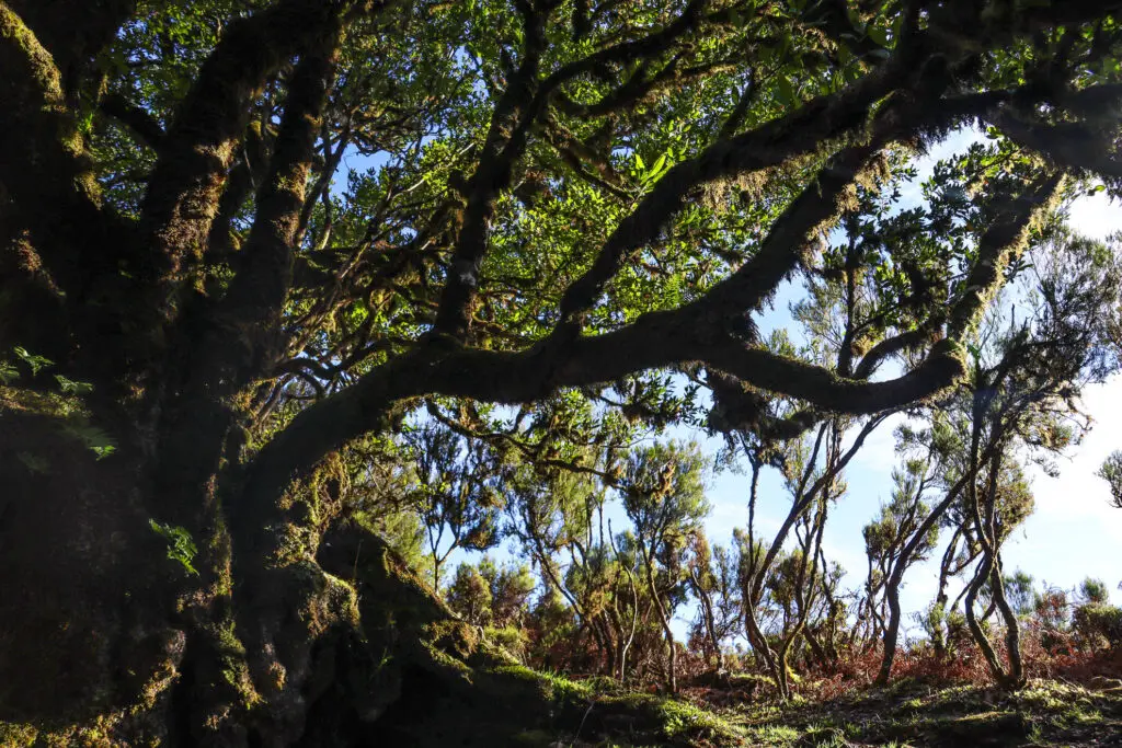 Uralte Lorbeerbäume im Nebelwald von Fanal