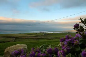 Blühende Pflanzen am Wegesrand, Blick in die Landschaft, Irland