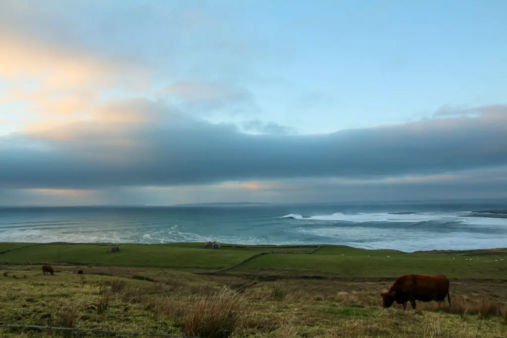 Weide mit Hochlandrind am Meer, Irland