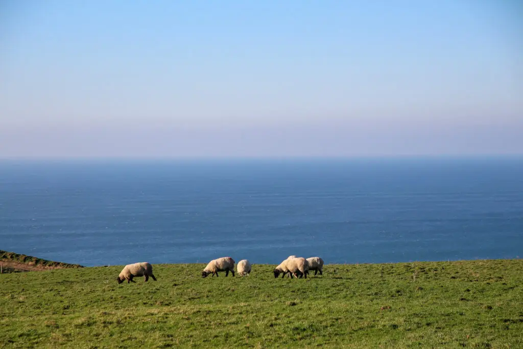 Schafe auf grüner Wiese mit Meerblick