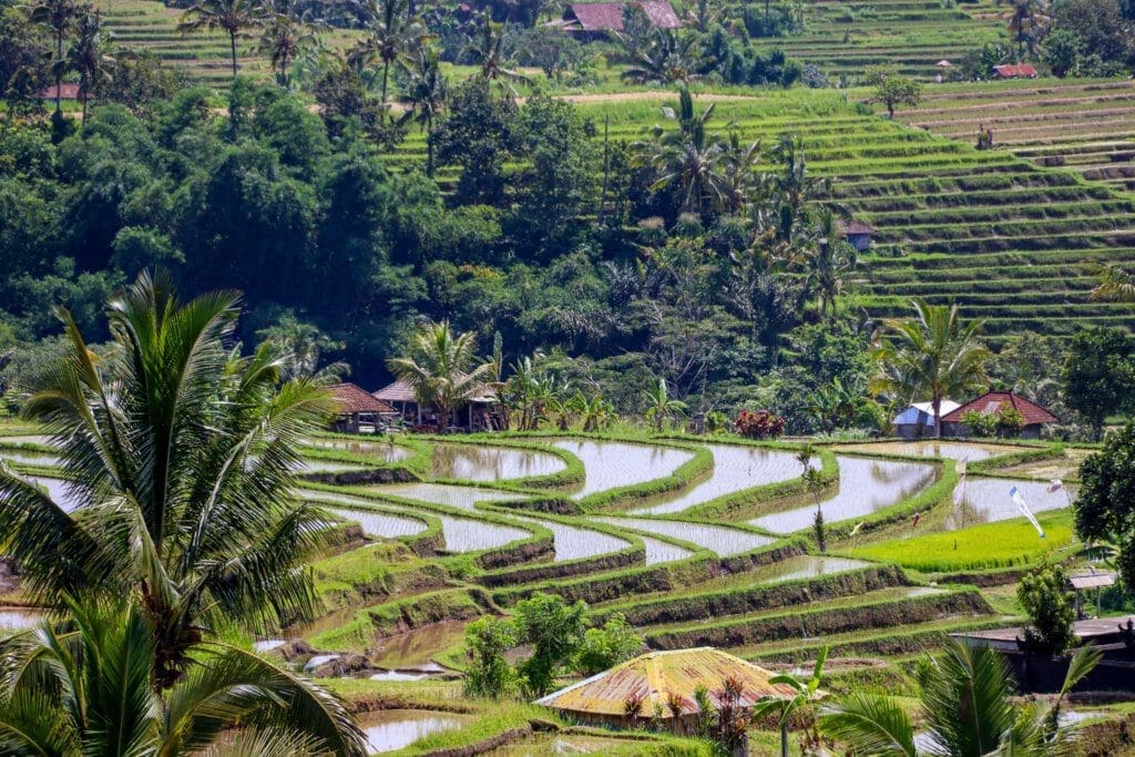 Reisterrassen in Indonesien