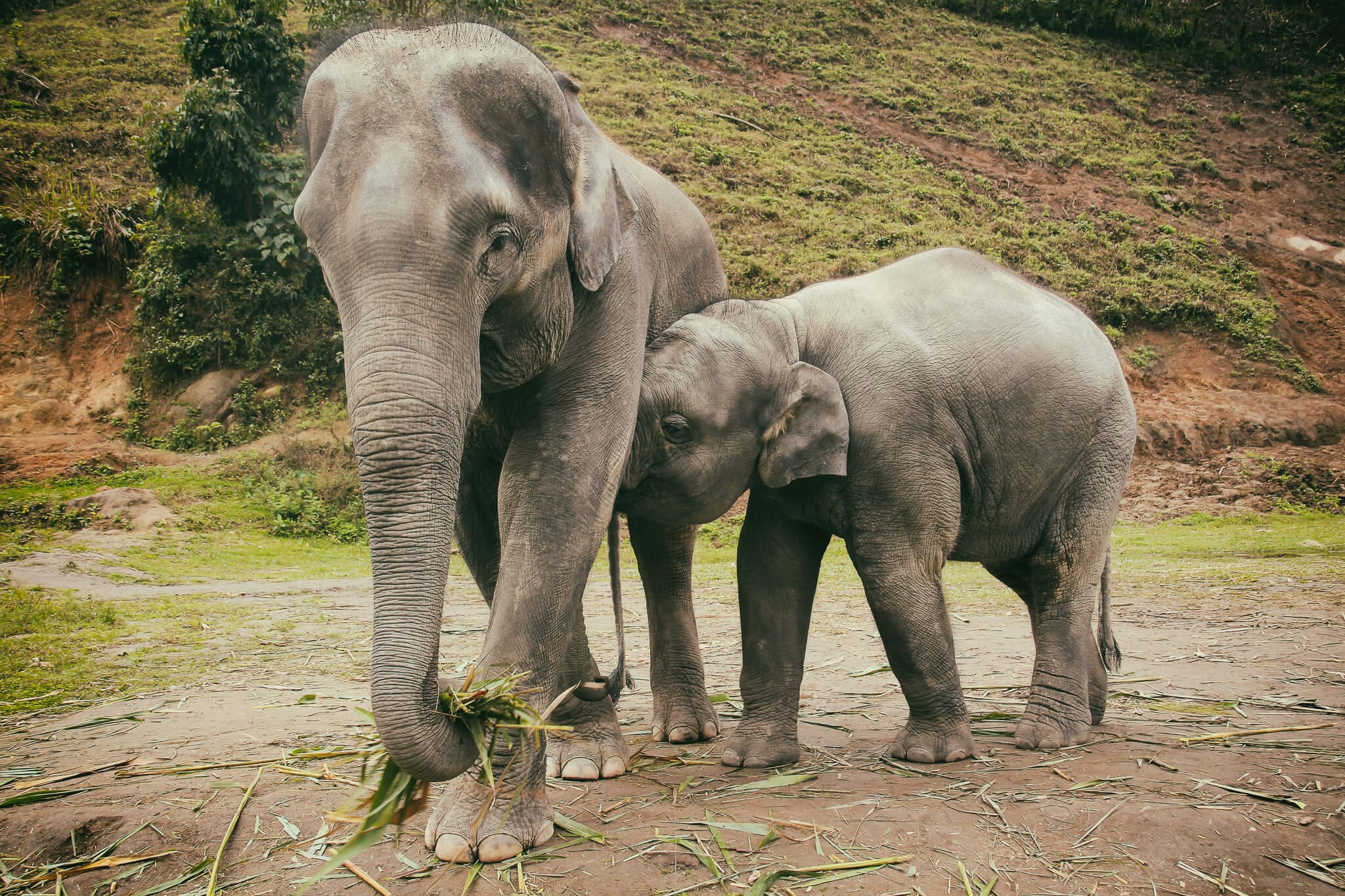 Mutter und Babyelefant im Elephant Jungle Sanctuary