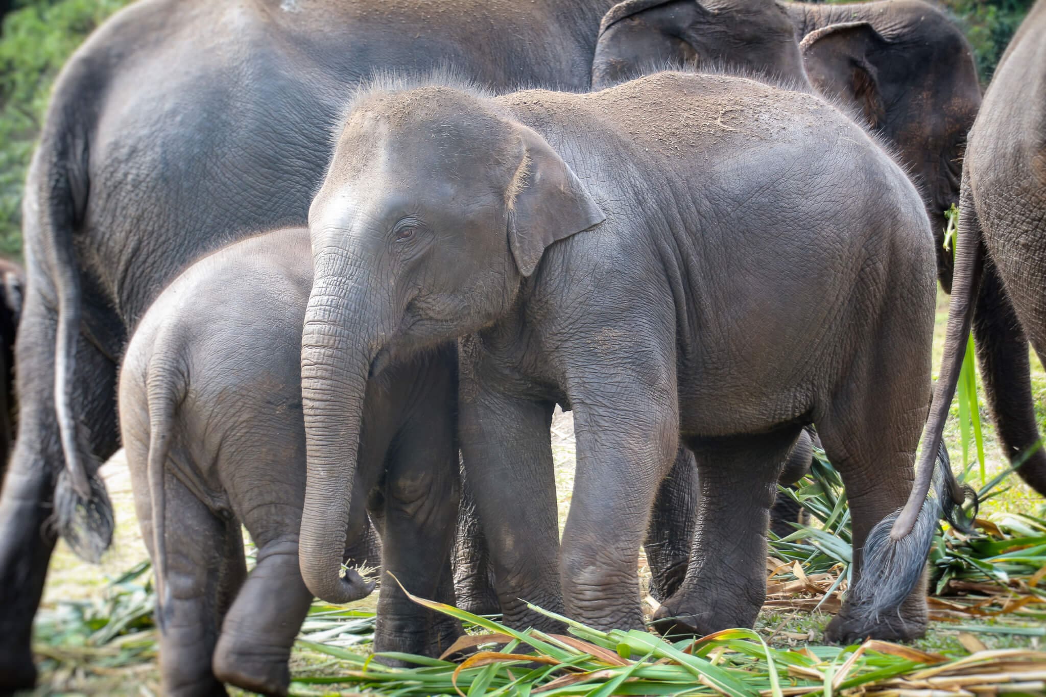 Babyelefant im Elephant Jungle Sanctuary