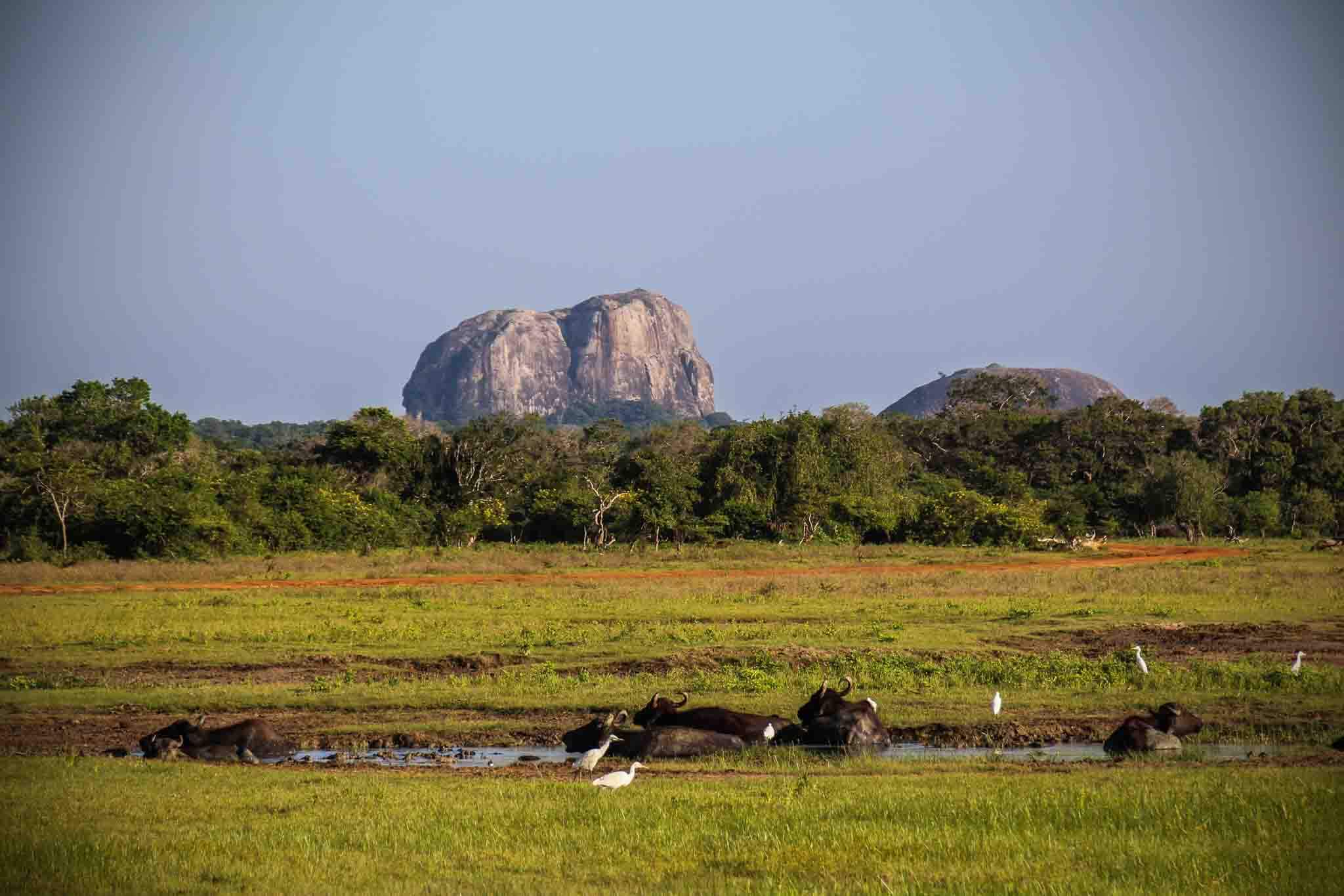 Yala Nationalpark