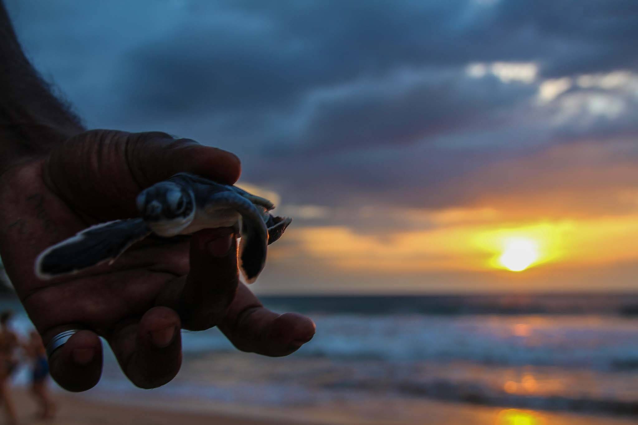 Schildkrötenschutzstation Sri Lanka