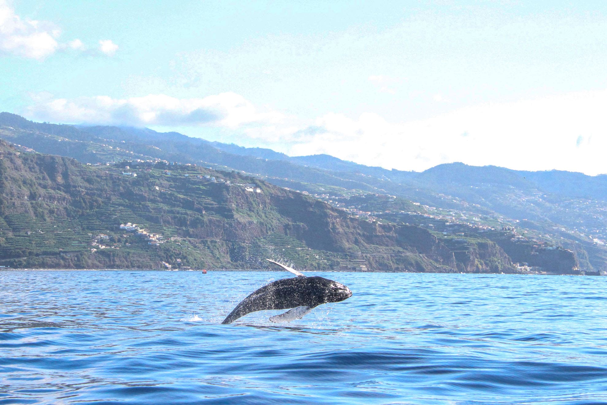 Whale Watching - Buckelwal der aus dem Wasser springt vor der Küste Madeiras