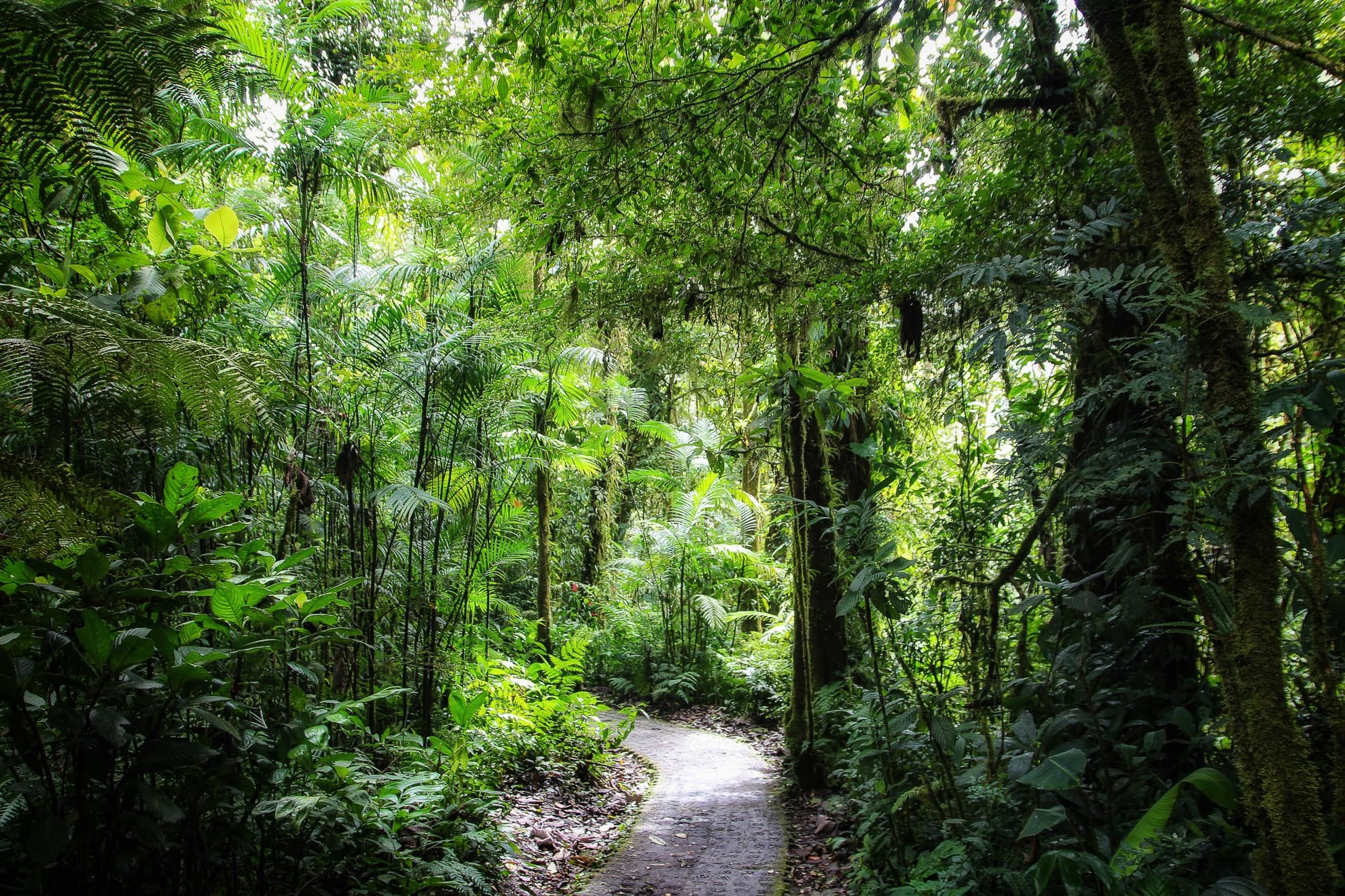 Regenwald Monteverde Costa Rica