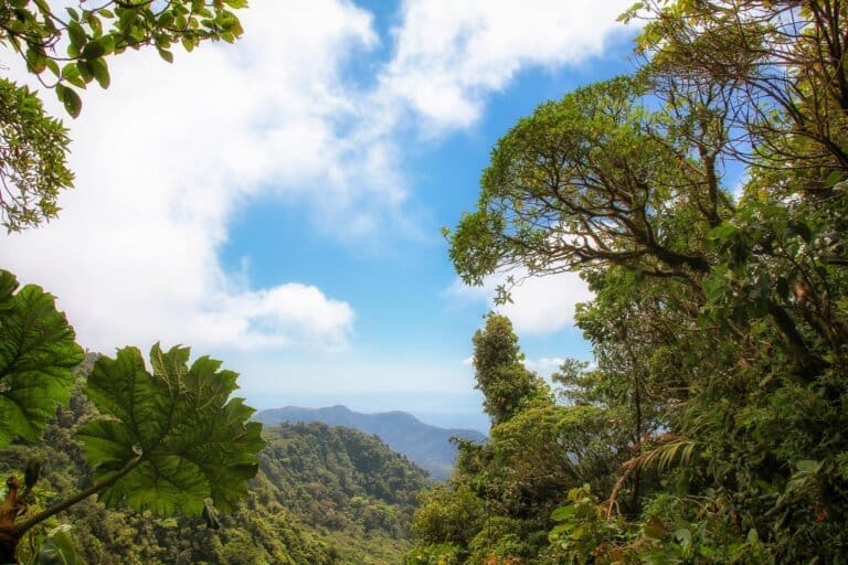 Weg durch den Nebelwald von Monteverde in Costa Rica