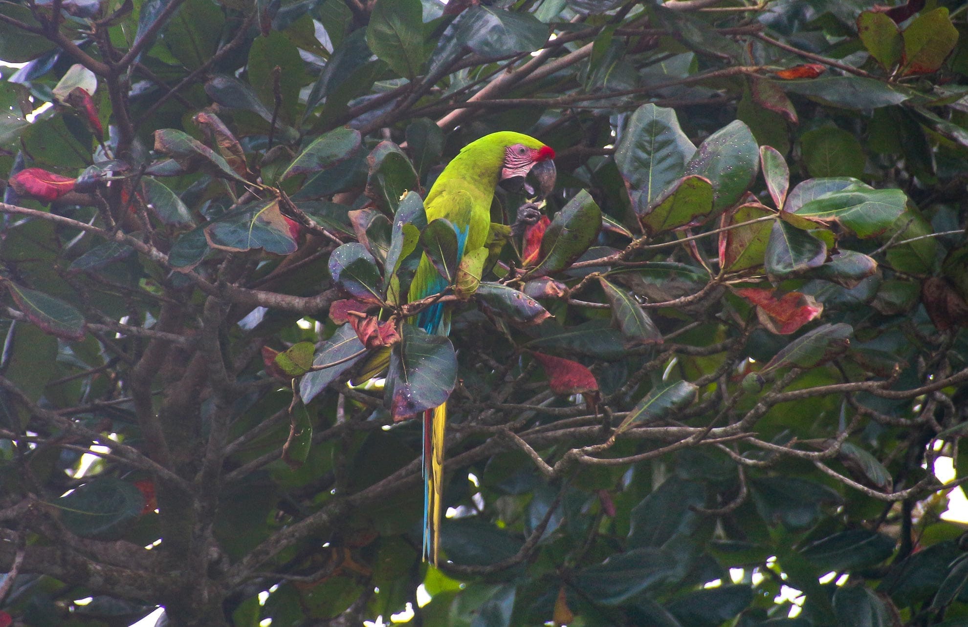 Ein Ara im Mandelbaum der genüsslich eine Mahlzeit frisst