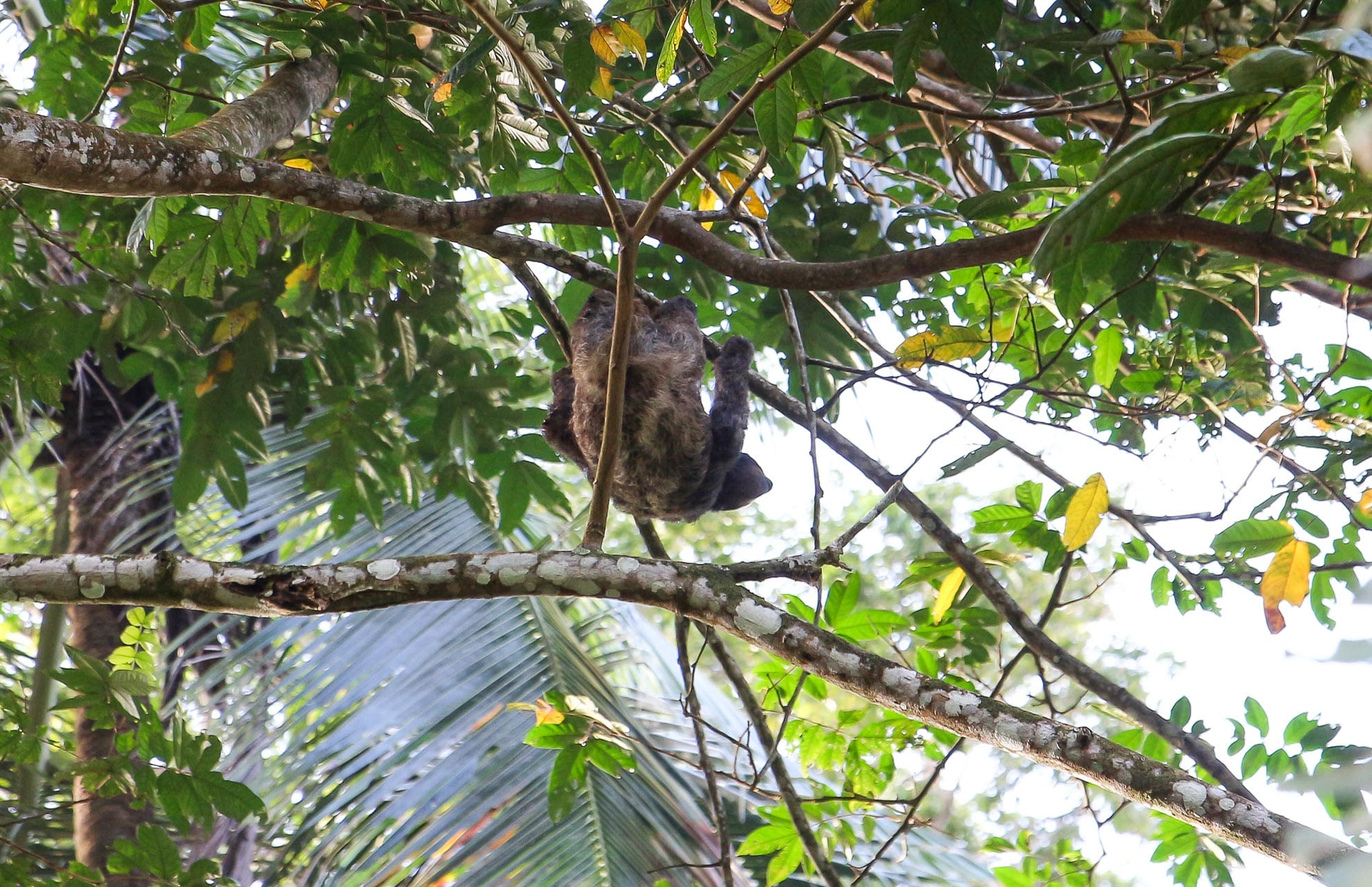 Faultier in Costa Rica