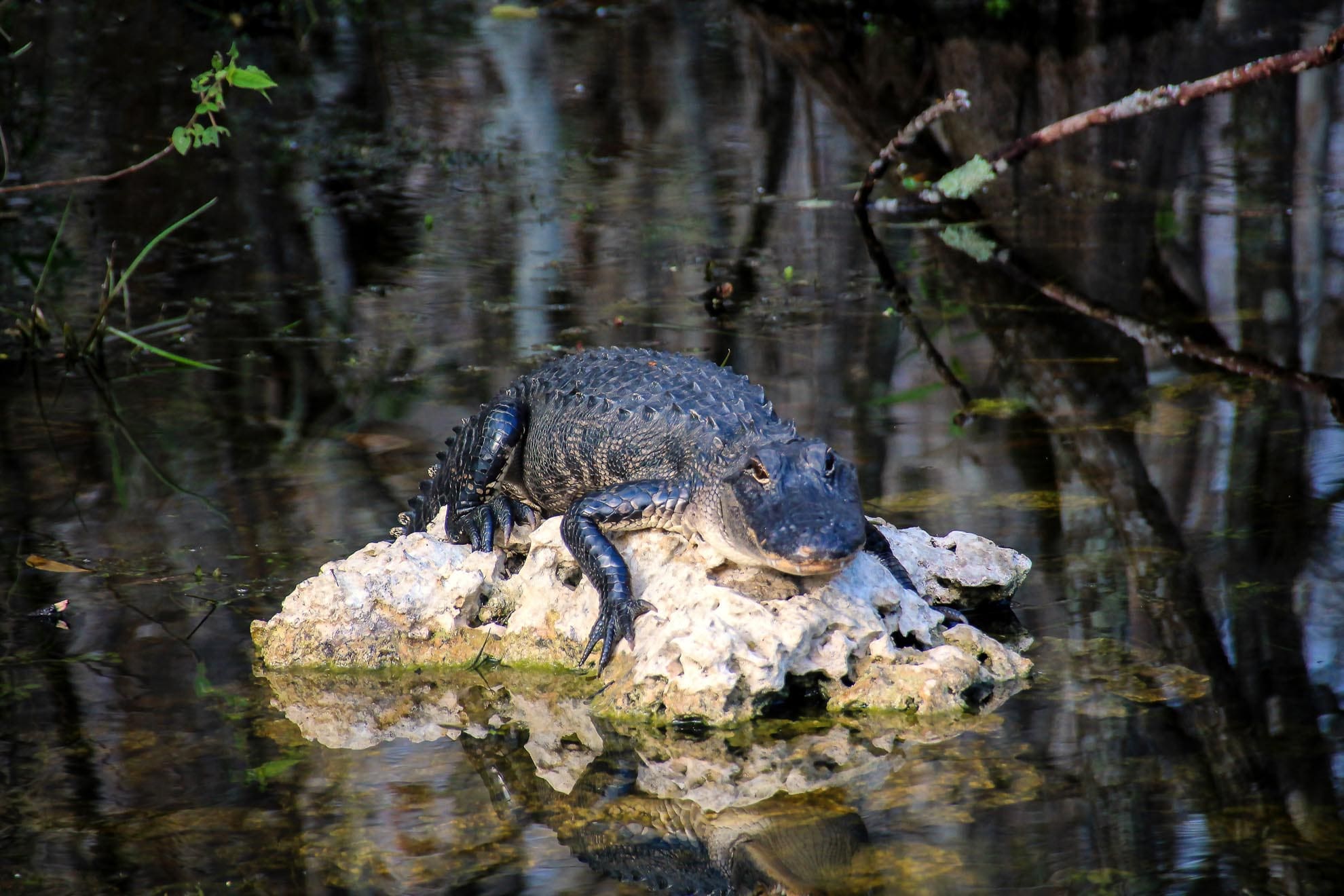 Alligator in den Everglades