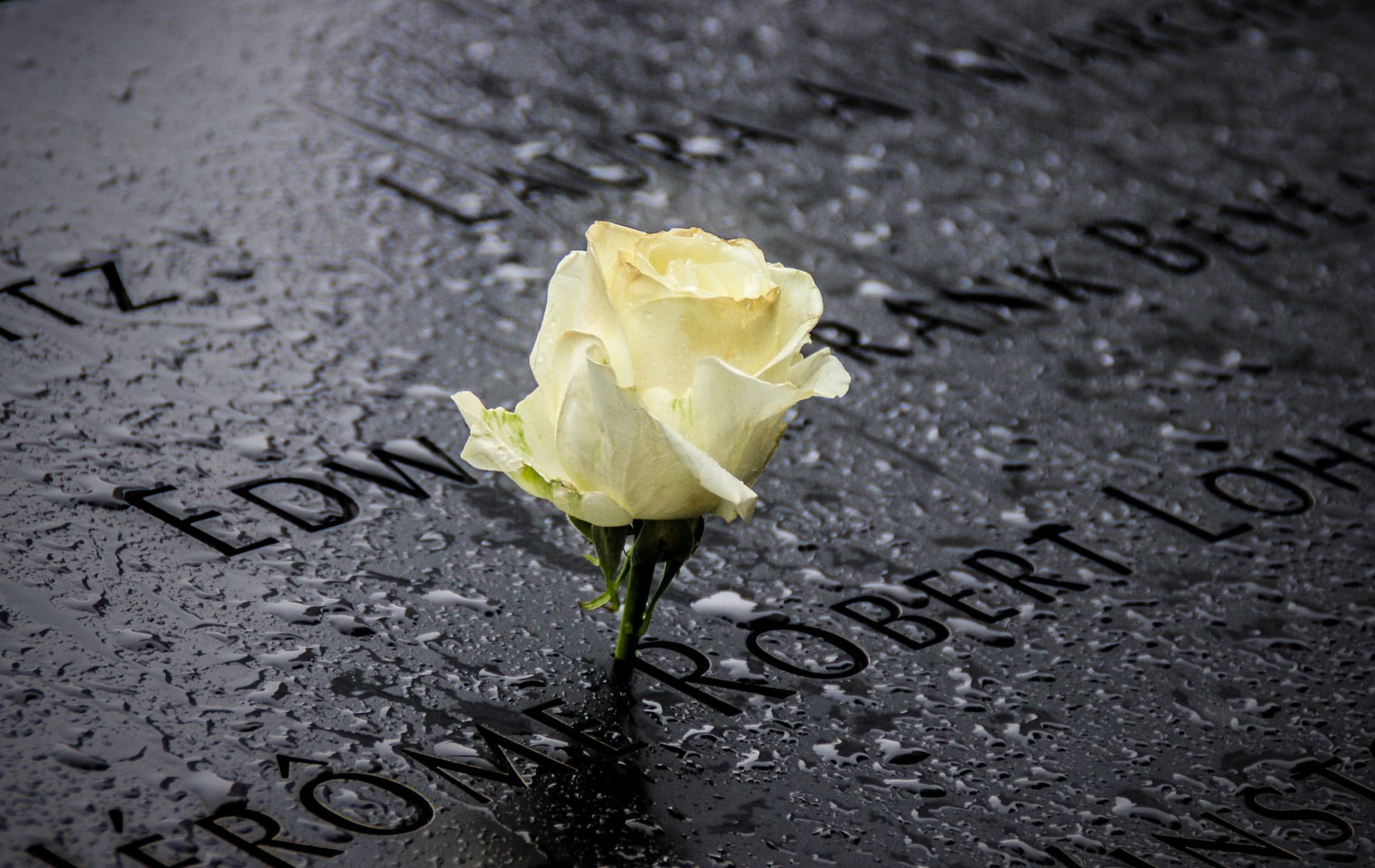 Rose am 9/11 Memorial