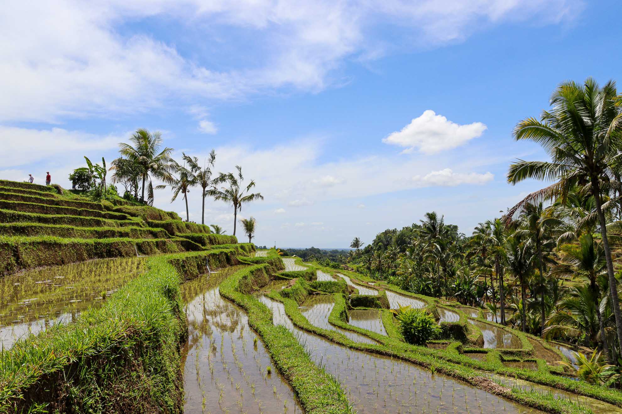 Jatiluwih Reisterrassen
