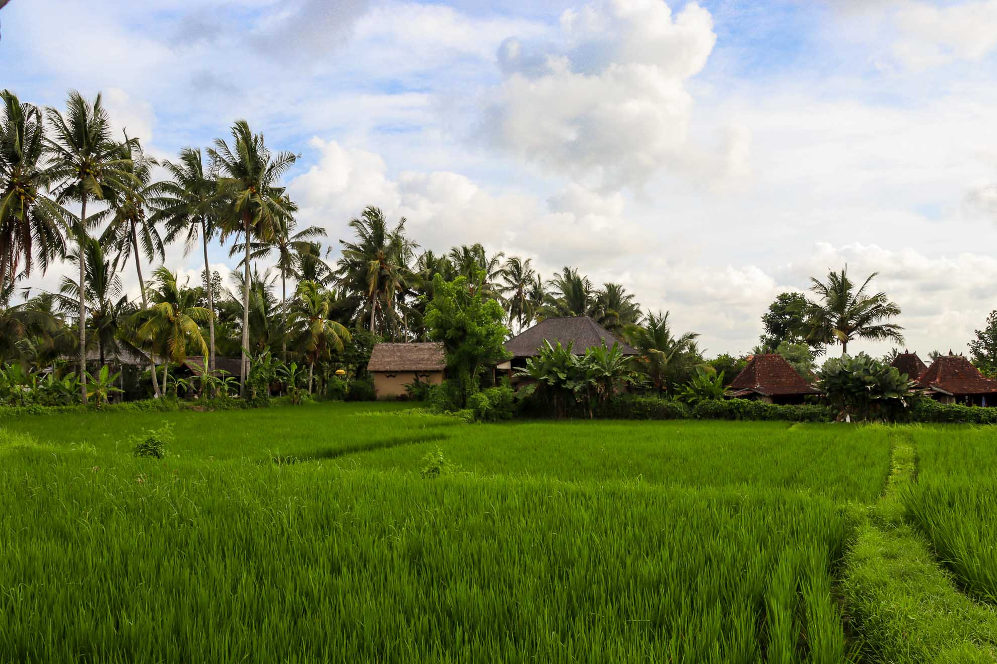 Reisterrassen in Ubud