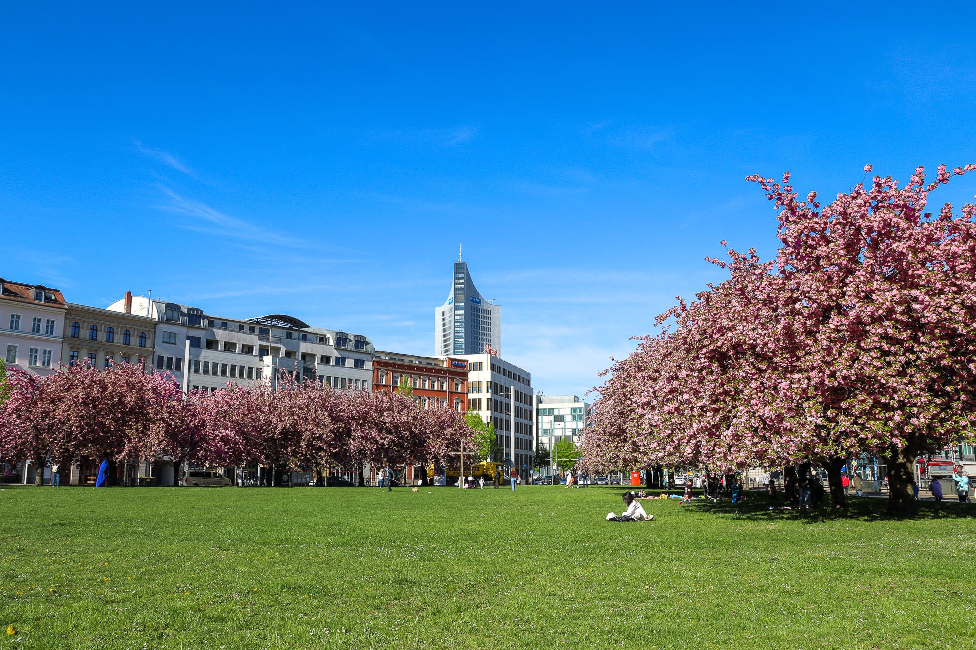 Kirschblüte am Grassimuseum