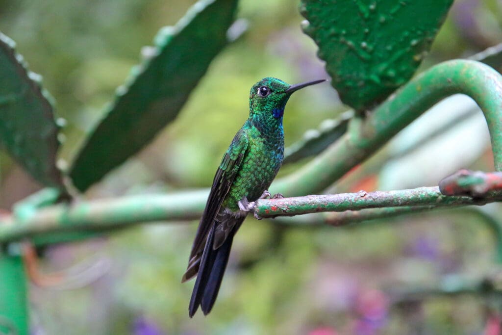 Kolibri im Dschungel Costa Ricas