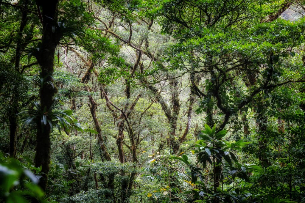 Costa Rica Galerie - Bemooste Äste und dichter Nebel prägen die Szenerie