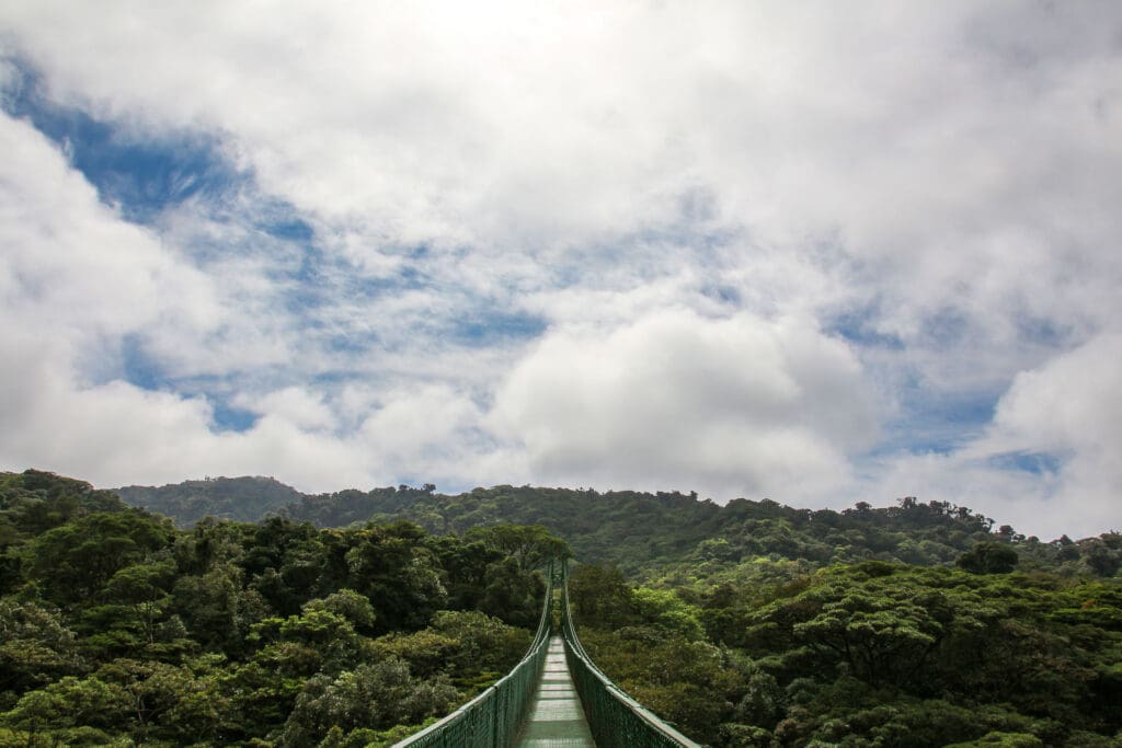 Aussichtspunkt mit grüner Hängebrücke in den Baumkronen