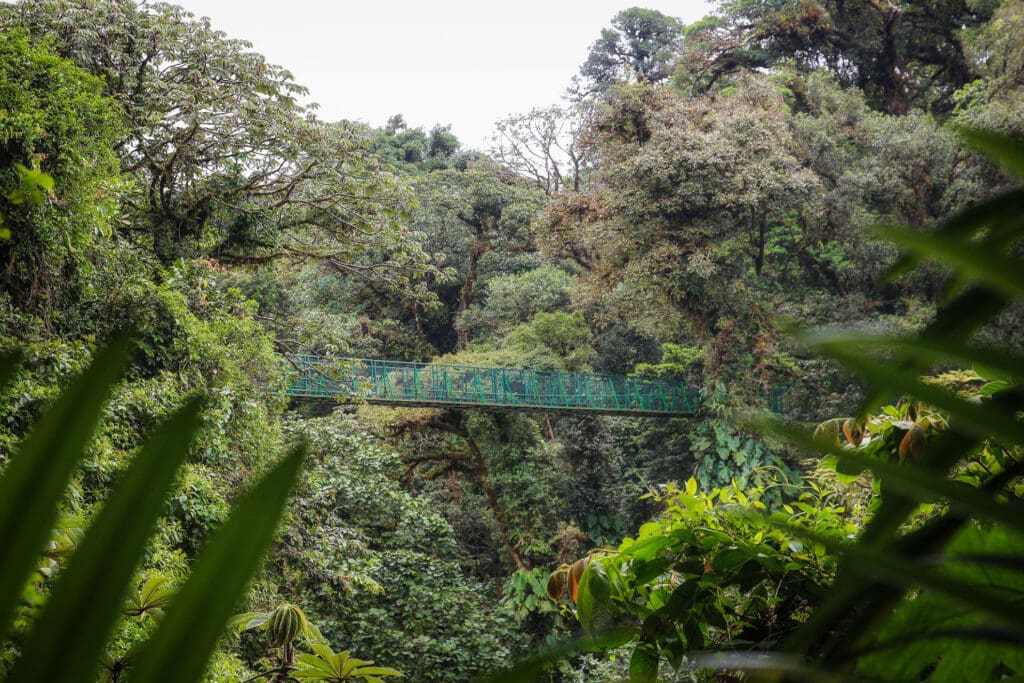 Hängebrücke zwischen dichten Baumkronen