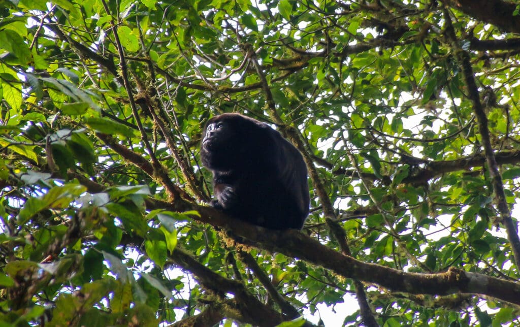 affe beobachtet aus dem Geäst