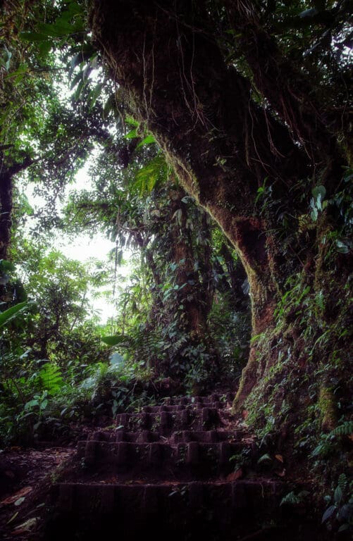 Gewaltiger Baum mit Lianen und dichtem Blattwerk