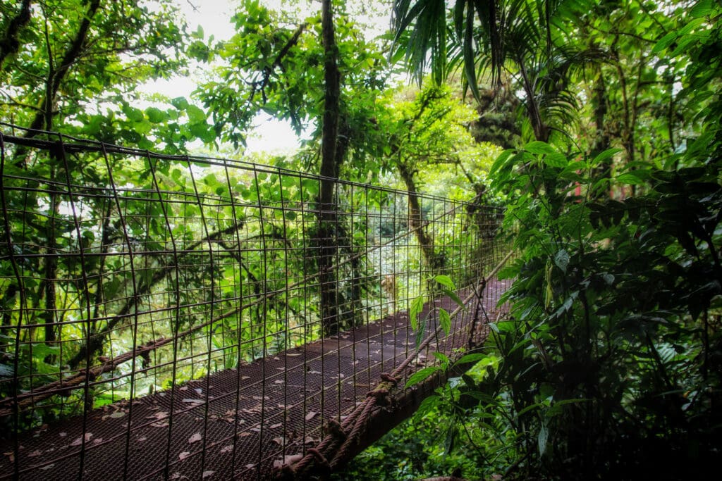 Hängebrücke aus Metall zwischen nebelverhangenen Bäumen