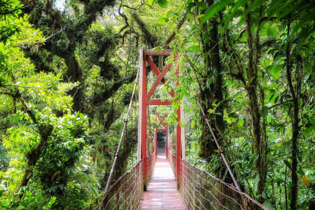 Rote Hängebrücke führt durch den nebligen Regenwald