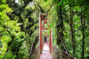 Rote Hängebrücke führt durch den nebligen Regenwald