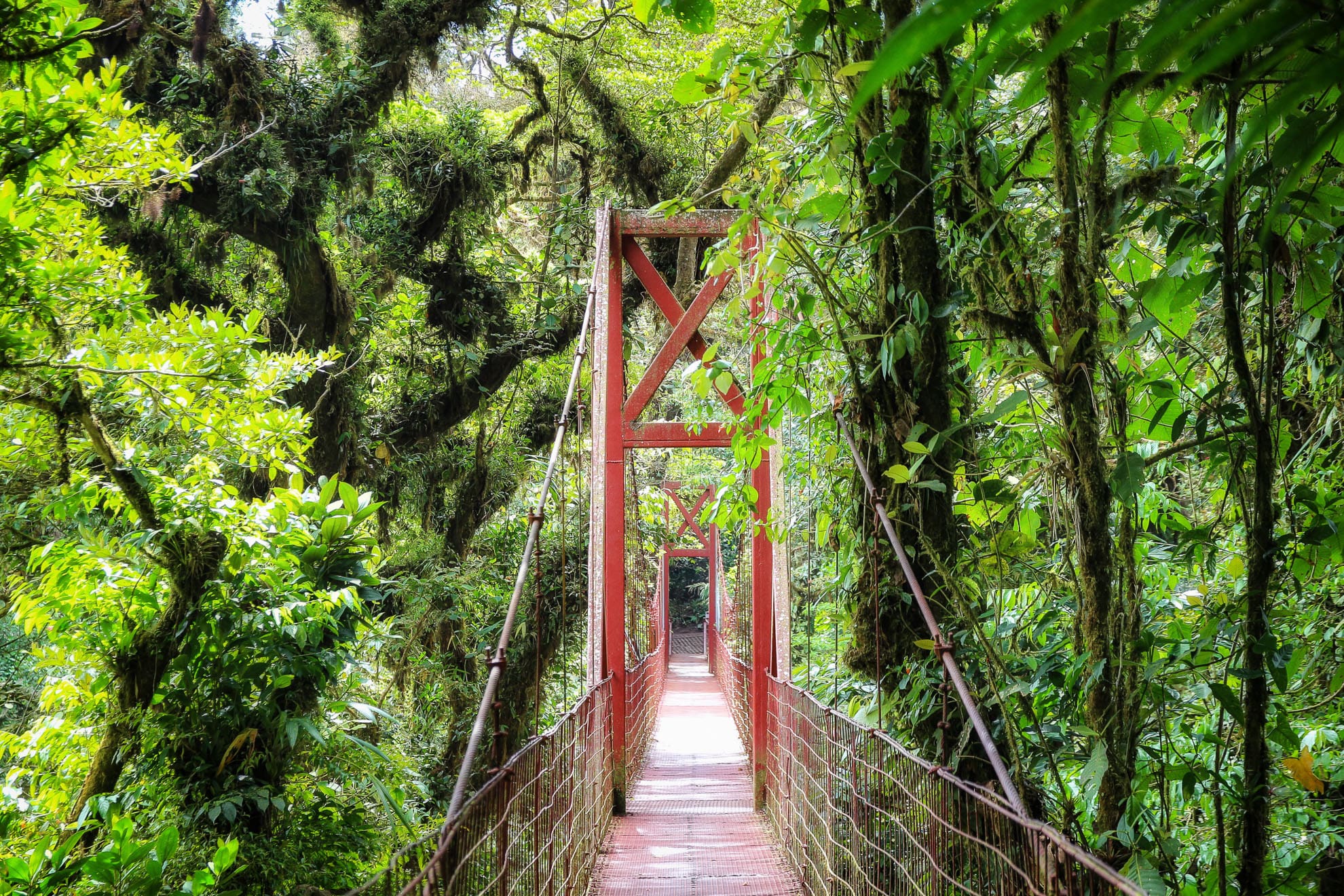 Costa Rica-18 Rote Hängebrücke führt durch den nebligen Regenwald