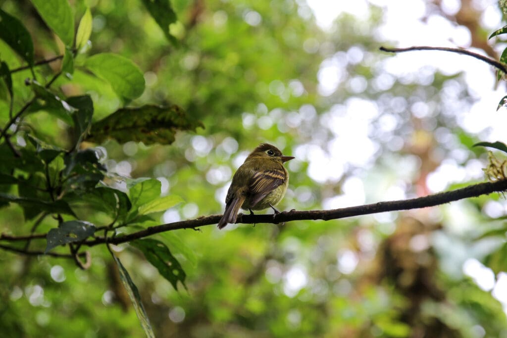 Kleiner Vogel sitzt auf Ast in dichter Vegetation