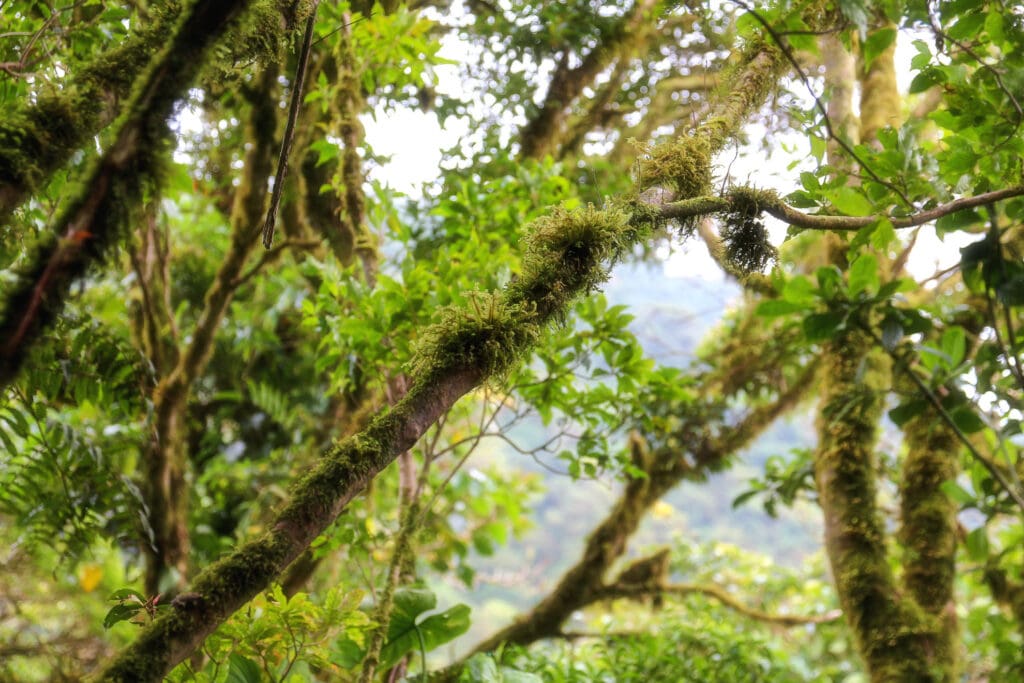 Moose und Farne wachsen auf Ästen im Nebelwald