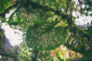 Großes Blatt mit natürlichem Muster aus Insektenfraß