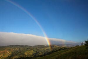 Leuchtender Regenbogen wölbt sich über tropische Felder