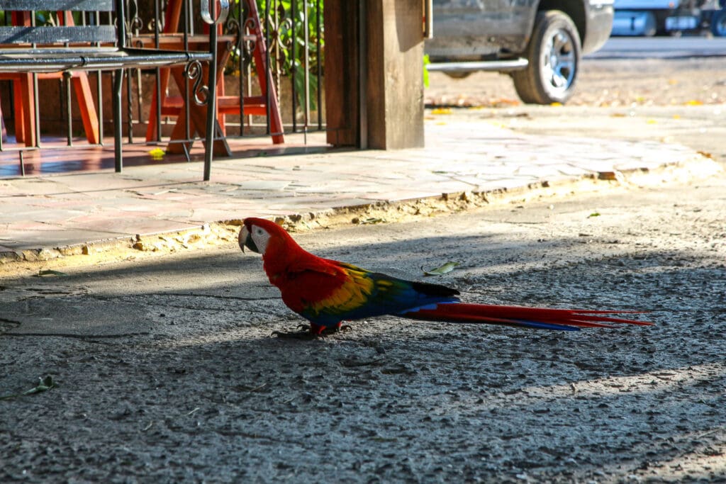 Bunter Papagei spaziert über Straße am Straßenrand in Costa Rica