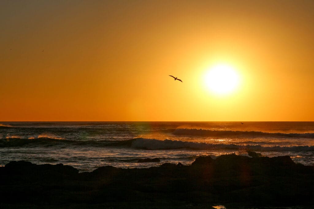 Möwe fliegt durch den Sonnenuntergang über ruhigem Ozean
