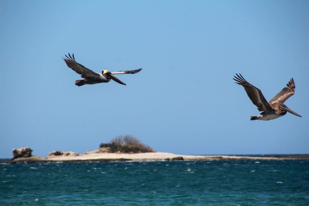 Zwei Pelikane fliegen über das blaue Meer vor der Küste Costa Ricas