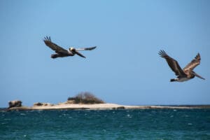 Zwei Pelikane fliegen über das blaue Meer vor der Küste Costa Ricas