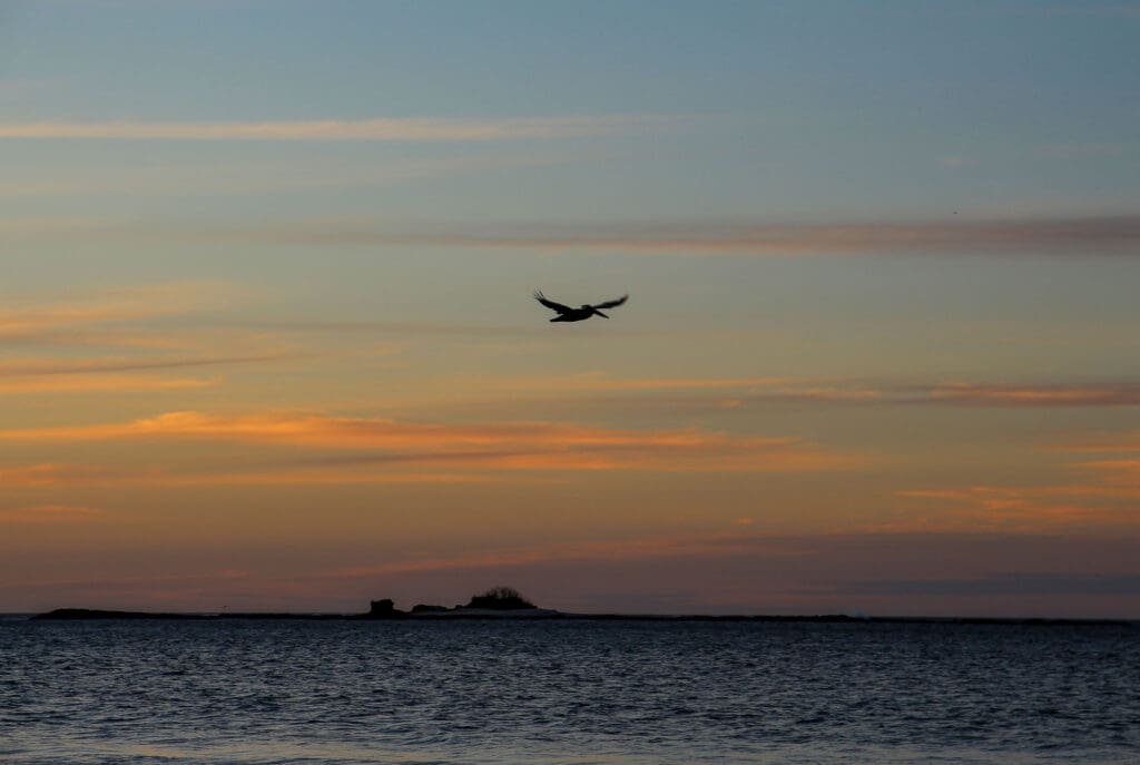 Pelikan im Abendlicht über dem Meer