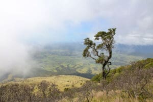 Weitläufige Landschaft mit Wolken, Bergen und einzelnen Bäumen