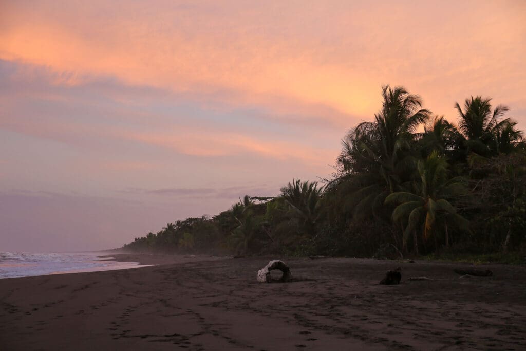 Rötlich gefärbter Himmel über Palmen und schwarzem Sand