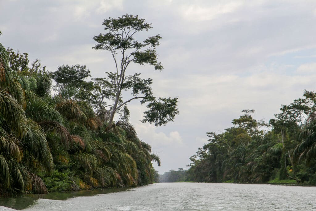 Flusslauf im Tieflandregenwald