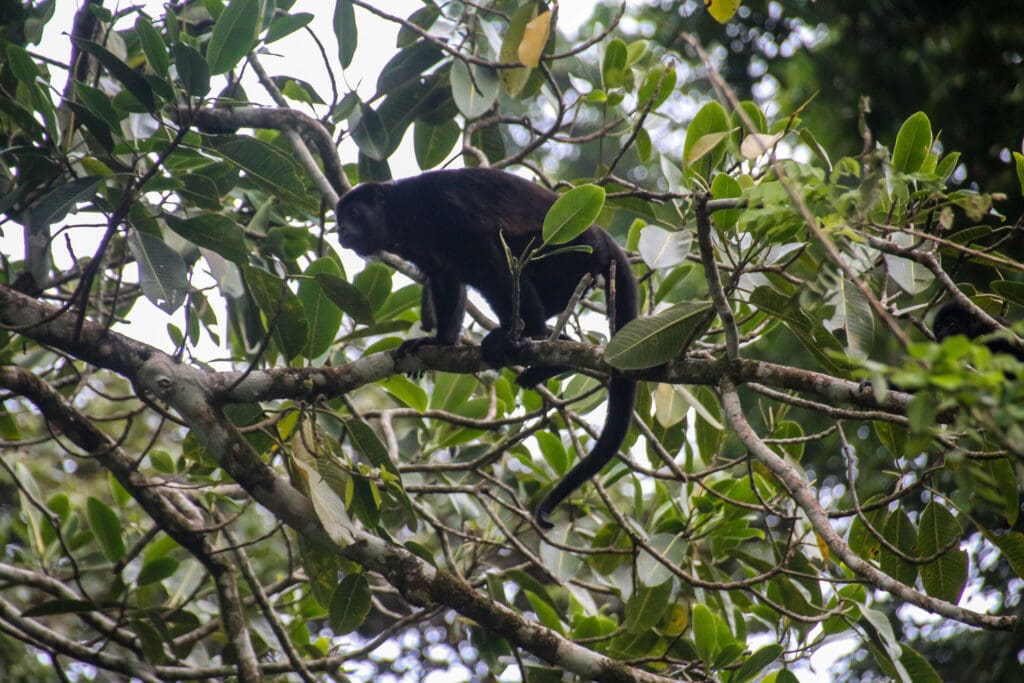 Schwarzer Brüllaffe sitzt auf Ast und beobachtet die Umgebung