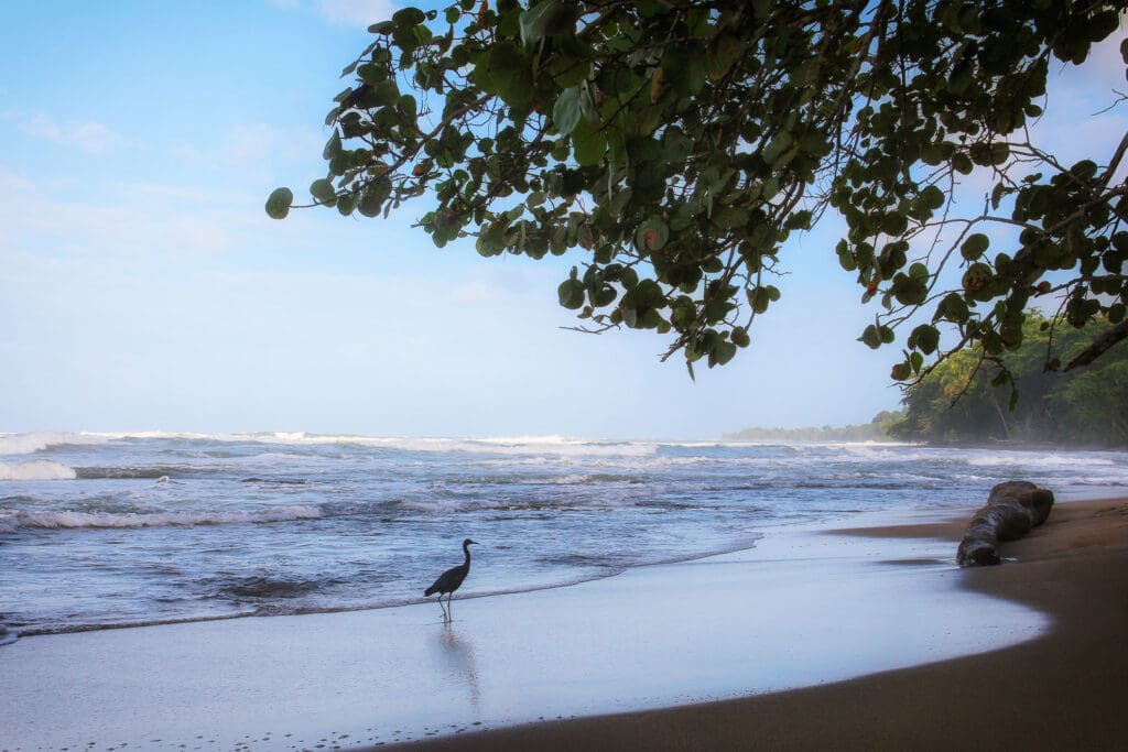 Vogel spaziert am Wasser entlang auf schwarzem Sand