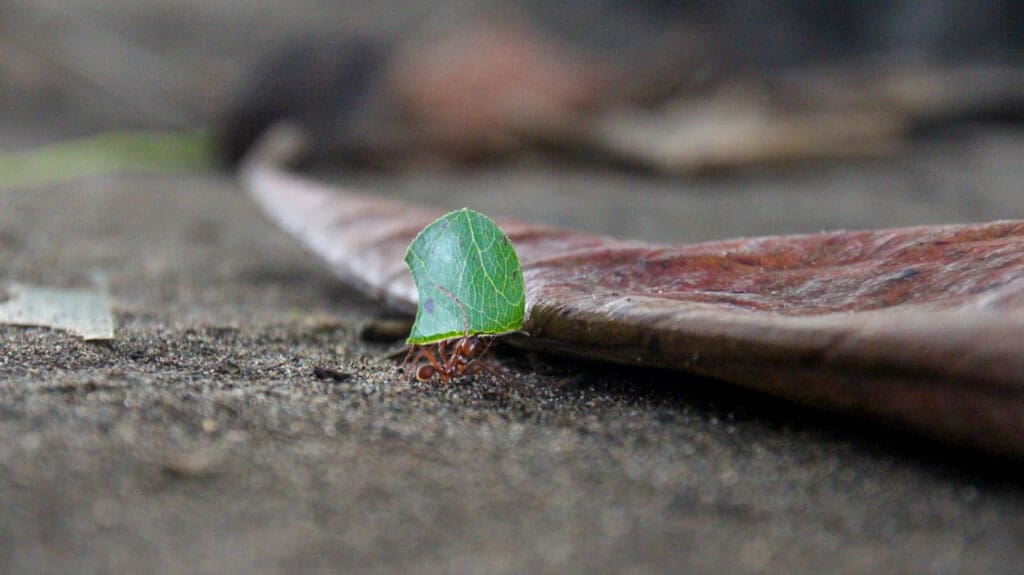 Nahaufnahme einer grünen Blattschneiderameise auf Bodenblatt