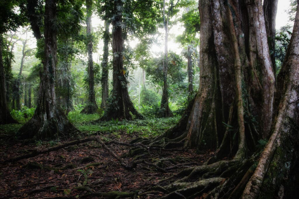 Sonnenlicht fällt durch hohe Baumriesen im Regenwald