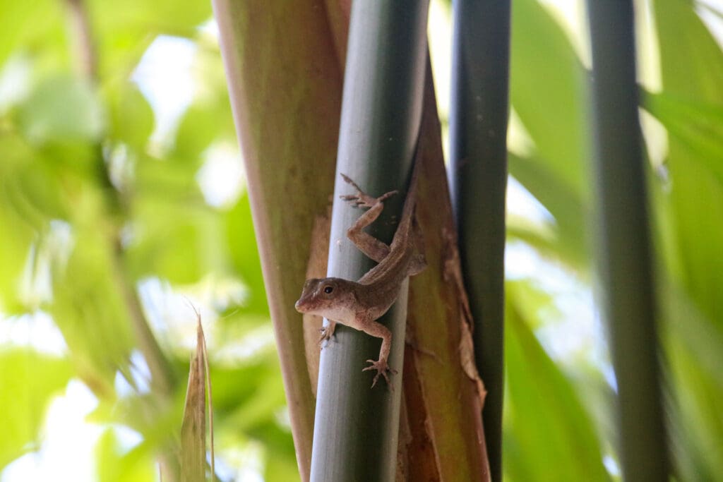Kleiner Gecko krallt sich an einem grünen Pflanzenstamm fest