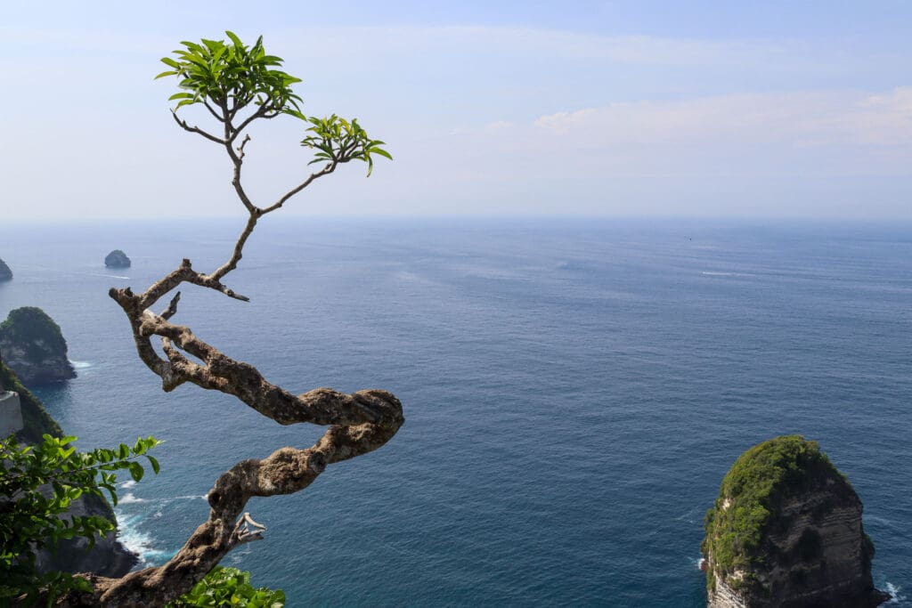 Baum mit Blick auf das türkisblaue Meer