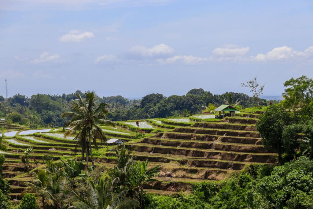 Vulkanische Berglandschaft mit Feldern in Nordbali