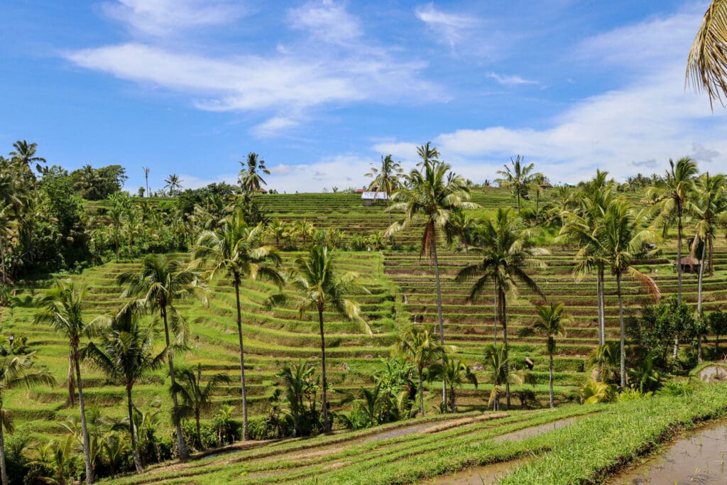 Hügelige Landschaft mit Palmen und Feldern