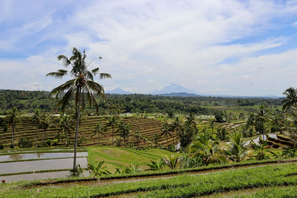 Reisfelder mit Palme und Fernsicht auf Vulkan